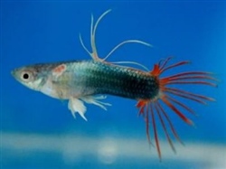German Platinum Crown Tail Guppy